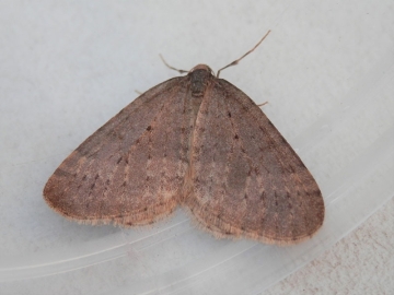 Operophtera fagata 